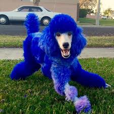 As a dog parent, your pet's safety and comfort is your number one concern. Cobalt Blue Dog Hair Dye By Opawz Lasts 20 Washes