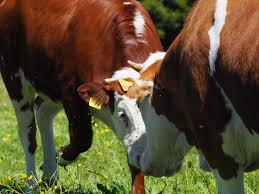 Kiss Kuhe Schluchtensteig Schwarzwald Schwarzwald Kuh