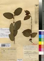 Image result for Ziziphus abyssinica
