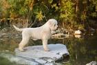 Lagotto Romagnolo: 5 Things to Know About This Dog Breed