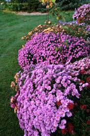 To plant mums in your garden, select an area that gets at least 5 hours of direct sunlight per day. 28 Mums Ideas Fall Mums Plants Mum