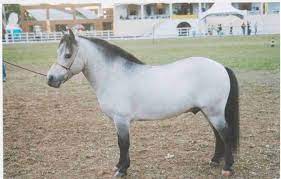 Raças de Cavalos Criadas no Brasil 