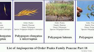 Image result for Pogonarthria squarrosa
