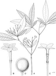 Image result for Landolphia letestui