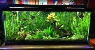 5 Aquarium Plants For Beginners Jungle Val Dwarf Lily Bacopa Amazon Sword Amp Ludwigia Repens Youtube Aquarium Fish Fish Tank Aquarium