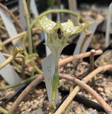 Image result for Ceropegia simplex