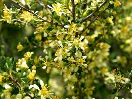 Image result for Polystachya tridentata