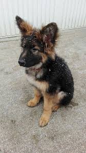German Shepherd Dog Price Buy Kci Registered German Shepherd Puppies For Sale In India Get He Shepherd Dog Breeds German Shepherd Dogs German Shepard Puppies