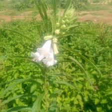 Image result for Sesamum parviflorum