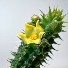 Image result for Orbea paradoxa