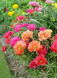 We did not find results for: Portulaca Margarita Mixed A Sun Loving Succulent Plant Planting Succulents Plants Trees To Plant