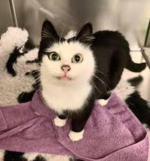 Everyone thinks that their cat is the cutest cat in the world, and you're  actually all correct.