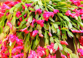 How to grow & care for an epiphyllum orchid cactus. Orchid Cactus Growing Conditions