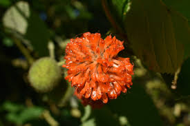 Image result for Broussonetia