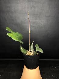 Image result for Oeceoclades saundersiana