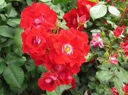 Malgré ces besoins importants, il est déconseillé de placer une soucoupe en dessous des pots. Cultiver Un Rosier En Pot