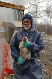 The traditional way to pluck a chicken involves plunging it into boiling water before you begin plucking. Killing Plucking Eviscerating Cutting Up Your Chicken Graphic Backyard Chickens Learn How To Raise Chickens