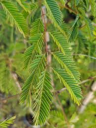 Image result for Acacia afra