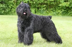It can be fine, short, thin, curly, straight, coarse, matted, thick and even double coat (vs. Bouvier Des Flandres Breed Information