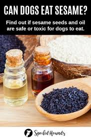 Can Dogs Eat Sesame What To Know About Dogs And Sesame Food Dog Eating Can Dogs Eat Homemade Dog Food