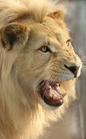 Masculine Animal Photo Lion By Tenpinphil Animals Animals Beautiful Animals Wild