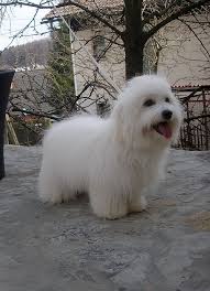 Black And White Coton De Tulear Puppies For Sale Rodovnik Coton Cotton Coton De Tulear Dogs Coton De Tulear Coton De Tulear Puppy