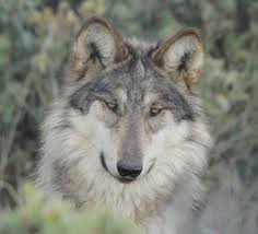 Mexican Wolf Wolf Spirit Animal Wolf Photos Wolf World