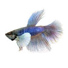 Travel guide new mexico tm, striper fishing, elephant butte lake in elephant butte, new mexico. Elephant Ear Betta Male Online Shopping