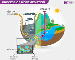 Bioremediation