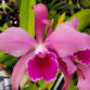 Northeast Plant Show