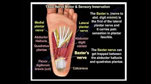 Nerves Of The Leg Foot Everything You Need To Know Dr Nabil Ebraheim Youtube In 2020 Nerves In Leg Nerve Foot Massage Techniques