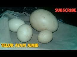 Telur ayam merupakan sumber protein memiliki bentuk yang unik. Telur Ayam Aneh Ukuran Kecil Youtube