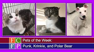 Dog breeders from all over pennsylvania use puppyfind to successfully find new, loving homes for their precious puppies. Pets Of The Week Punk Krinkle And Polar Bear Fcfreepress