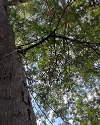 Image result for Acacia polyacantha