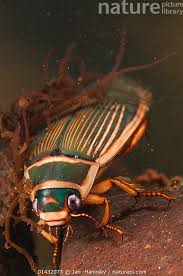 Image result for Dyschoriste multicaulis