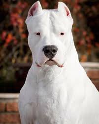 White Bulldog Dog Argentino Dog Breeds Beautiful Dogs