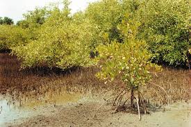 Image result for Crepidorhopalon parviflorus