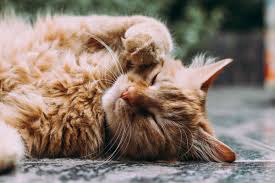 I'm not sure which area it is coming from. Home Remedies For Cat Eye Problems Pethelpful By Fellow Animal Lovers And Experts
