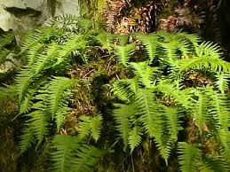 New Hampshire Forum Relocation Moving General And Local City Discussions Plants Rhizome Medicinal Plants
