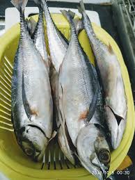 Kalau sambal terkeluar pun tak apa. Resipi Ikan Cencaru Sumbat Sambal Daun Kesum Yang Sangat Sedap Mudah