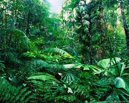 Check spelling or type a new query. Rain Forest Backgrounds Wallpapers Cave Desktop Background