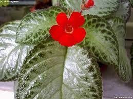 Image result for Episcia reptans