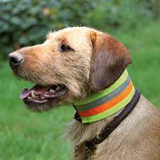 Disponible en 5 coloris, au choix. Collier De Securite Reflechissant Pour Chien La Chasse En Battue Akah