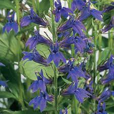 Lobelia Fan Blue Plant Blue Plants Plants Perennial Garden