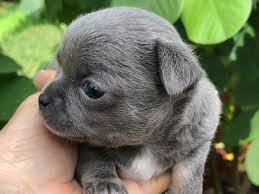 We are committed to finding loving pet homes for all of our puppies where they will continue to be spoiled as they are used to. Apple Head Chihuahua Puppy Aww