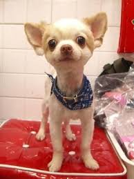 Here S A Rather Unique Chihuahua Haircut Chihuahua Puppies Cute Chihuahua Chihuahua