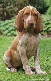 Bracco Italiano Wikipedia The Bracco Or Italian Pointer Should Be Athletic And Powerful In Appearance Most Resem Pets Dogs Breeds Man And Dog Hunting Dogs