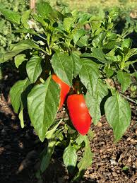 Image result for Capsicum annuum