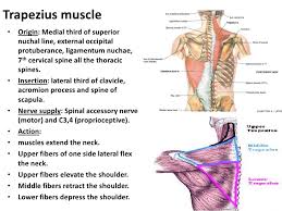 Neck pain assessment case study online course: Muscles Of The Neck 1