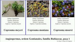 Image result for Anthospermum usambarense